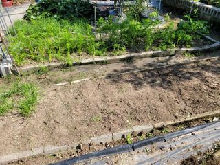 낙엽교목류14371님의 양배추 · 영농일지 작성글 사진