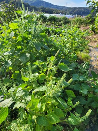 박산숙농부님의 들깨 · 자유게시판 작성글 사진