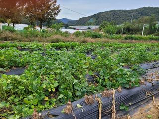박산숙농부님의 들깨 · 자유게시판 작성글 사진