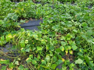 박산숙농부님의 들깨 · 자유게시판 작성글 사진