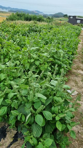 박순덕님의 10월 농사 성적 자랑하기 · 참여글 작성글 사진