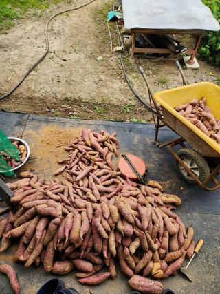 박재곤님의 10월 농사 성적 자랑하기 · 참여글 작성글 사진