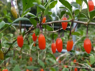 김창겸님의 복숭아 · 자유게시판 작성글 사진