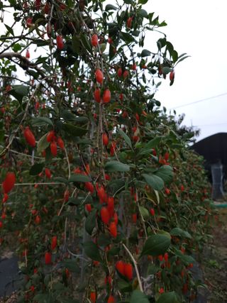 김창겸님의 복숭아 · 자유게시판 작성글 사진