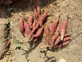 성주 농업인님의 자유주제 · 칭찬해요 작성글 사진