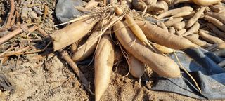 최영호님의 자유주제 · 자유게시판 작성글 사진