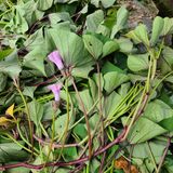 팜모닝 고구마·자유게시판 게시글 이미지