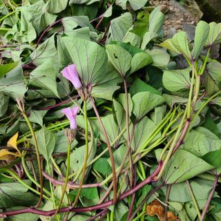 knlee2222님의 고구마 · 자유게시판 작성글 사진