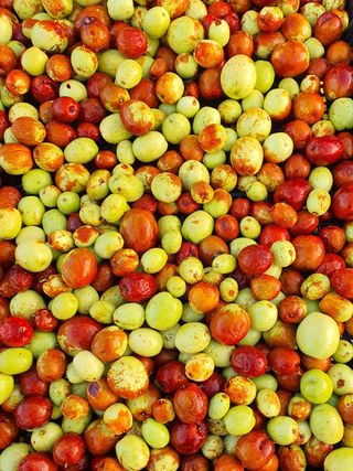 차상철님의 10월 농사 성적 자랑하기 · 참여글 작성글 사진