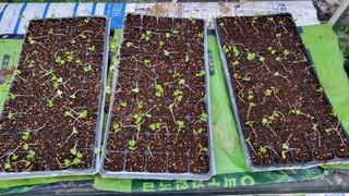 이종선님의 파 · 자유게시판 작성글 사진