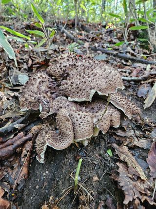 장운수님의 10월 농사 성적 자랑하기 · 참여글 작성글 사진