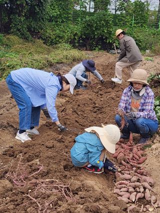 조용오님의 고구마 · 자유게시판 작성글 사진