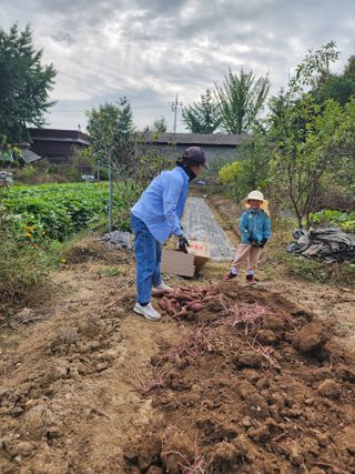 조용오님의 고구마 · 자유게시판 작성글 사진