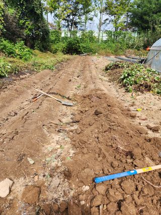 조용오님의 고구마 · 자유게시판 작성글 사진