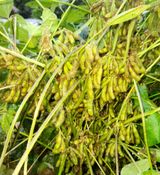 팜모닝 10월 농사 성적 자랑하기·참여글 게시글 이미지