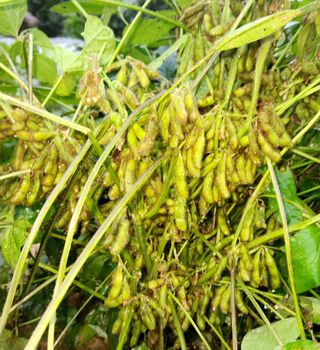 풀잎사랑님의 10월 농사 성적 자랑하기 · 참여글 작성글 사진