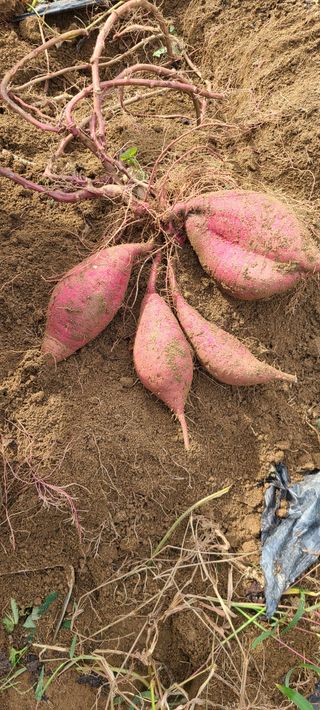 풀잎사랑님의 10월 농사 성적 자랑하기 · 참여글 작성글 사진