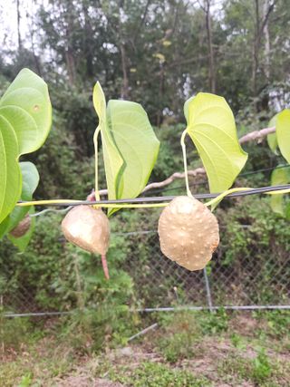 풀잎사랑님의 10월 농사 성적 자랑하기 · 참여글 작성글 사진