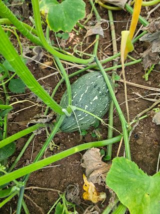 황광호님의 장터이야기 · 자유게시판 작성글 사진