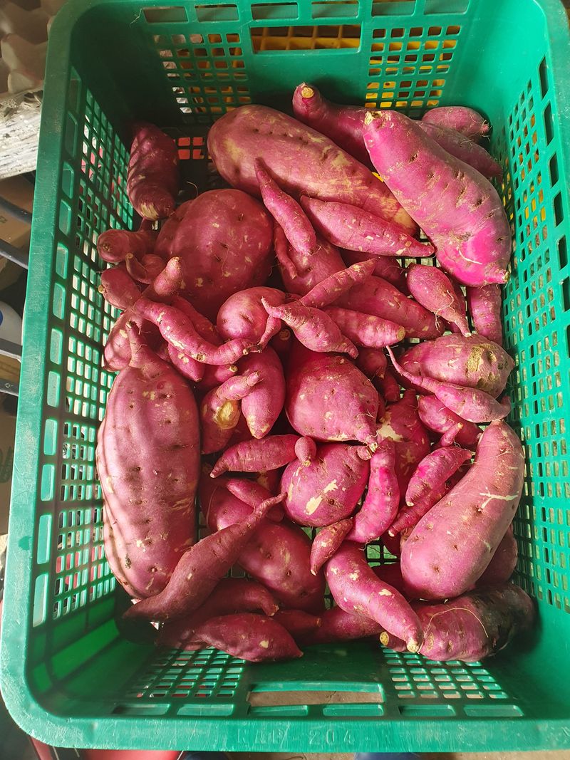 장터 상품 [꿀고구마 5kg(판매완료)] 썸네일