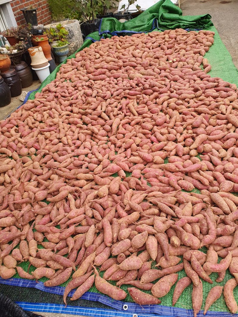 충열사호랑이님의 장터 판매 상품 [꿀고구마 5kg(판매완료)] 첨부 사진