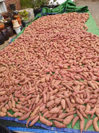 충열사호랑이님의 작성글 사진