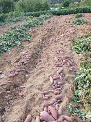 충열사호랑이님의 작성글 사진