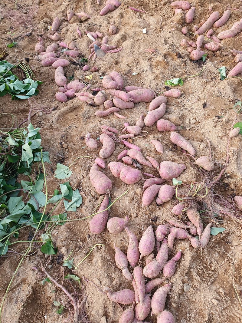 충열사호랑이님의 장터 판매 상품 [꿀고구마 5kg(판매완료)] 첨부 사진