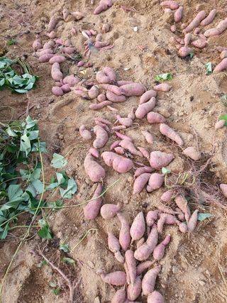 충열사호랑이님의 작성글 사진