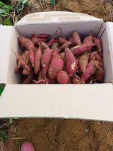 팜모닝 고구마·자유게시판 게시글 이미지