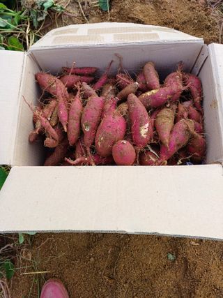 임오빈님의 고구마 · 자유게시판 작성글 사진