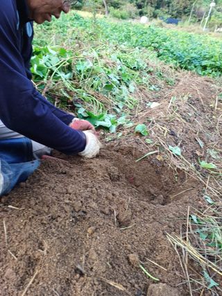 임오빈님의 고구마 · 자유게시판 작성글 사진