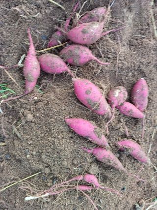 임오빈님의 고구마 · 자유게시판 작성글 사진