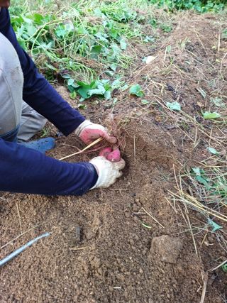 임오빈님의 고구마 · 자유게시판 작성글 사진