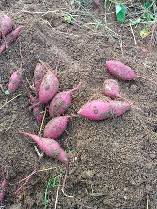 임오빈님의 고구마 · 자유게시판 작성글 사진