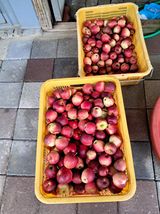 팜모닝 10월 농사 성적 자랑하기·참여글 게시글 이미지