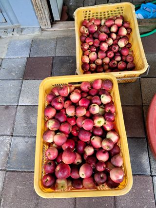 송포농원님의 10월 농사 성적 자랑하기 · 참여글 작성글 사진