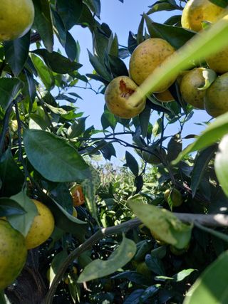 부금리(금강농원)님의 작성글 사진