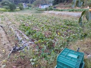 한재승님의 고구마 · 영농일지 작성글 사진