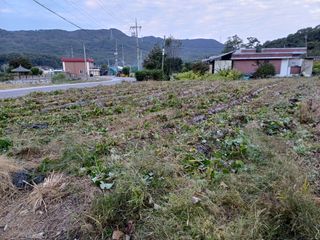 한재승님의 고구마 · 영농일지 작성글 사진