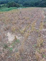 팜모닝 10월 농사 성적 자랑하기·참여글 게시글 이미지