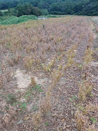 결단이님의 10월 농사 성적 자랑하기 · 참여글 작성글 사진