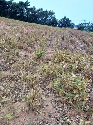 결단이님의 10월 농사 성적 자랑하기 · 참여글 작성글 사진