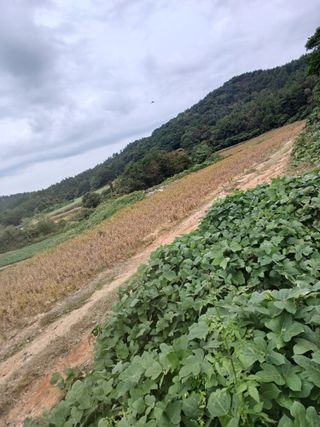 결단이님의 10월 농사 성적 자랑하기 · 참여글 작성글 사진