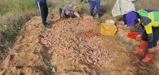 정옥자님의 10월 농사 성적 자랑하기 · 참여글 작성글 사진