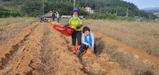 정옥자님의 10월 농사 성적 자랑하기 · 참여글 작성글 사진