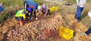 정옥자님의 10월 농사 성적 자랑하기 · 참여글 작성글 사진