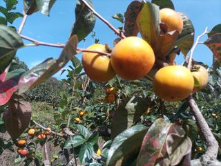 제키님의 감 · 영농일지 작성글 사진