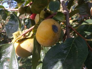 제키님의 감 · 영농일지 작성글 사진