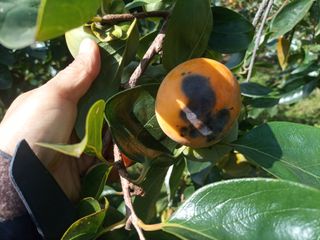 제키님의 감 · 영농일지 작성글 사진